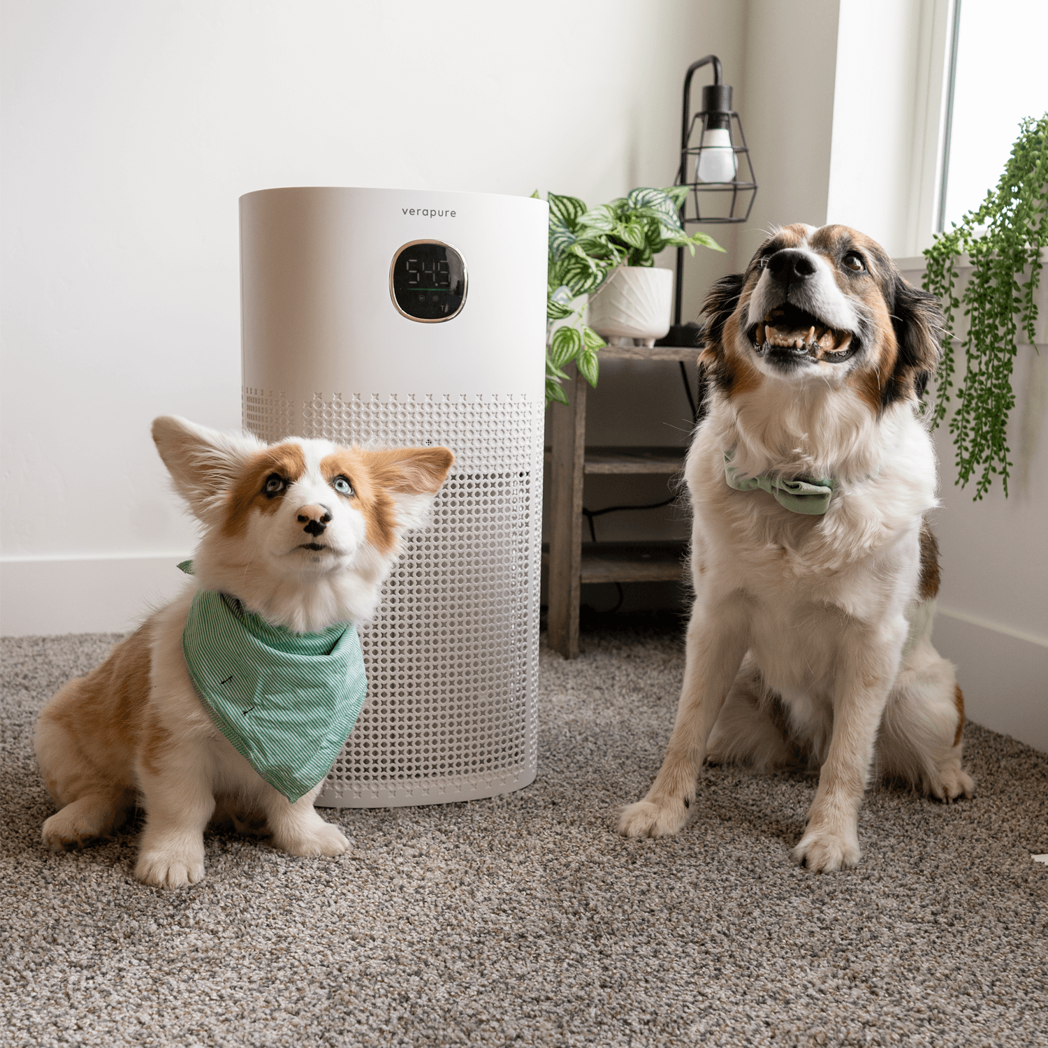 Two dogs sitting next to the VP-300-WI air purifier