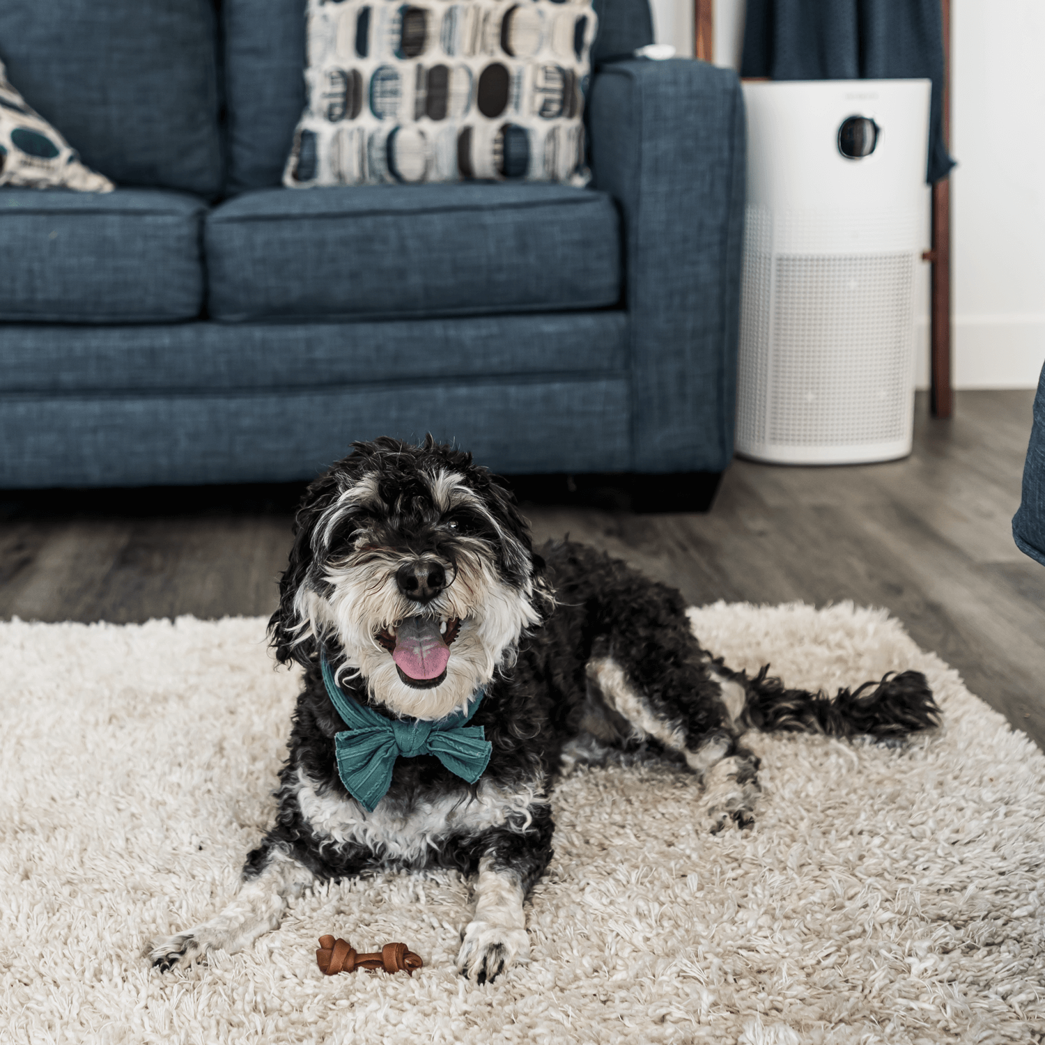 VP-300-WI operating in living room (in background behind a cute dog)